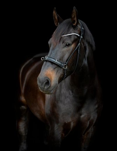 Gentle Bridle