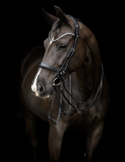 Gentle Bridle