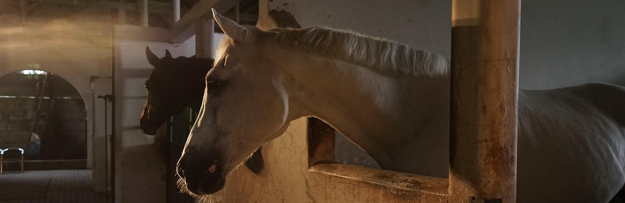 Häst foderstat utfodring