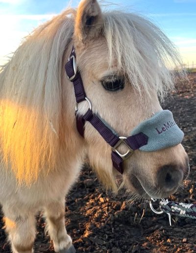 LeMieux Vogue Grimma