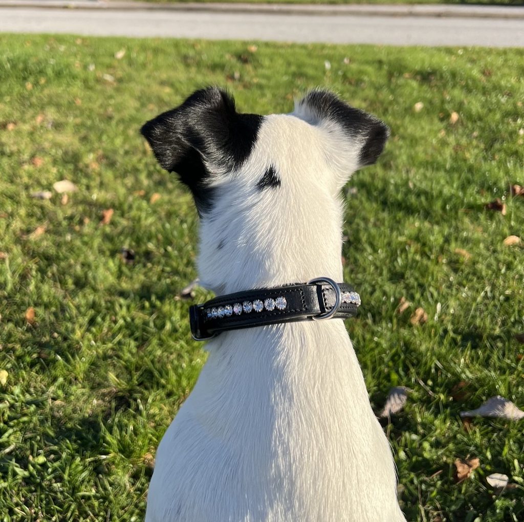 Es dog collar