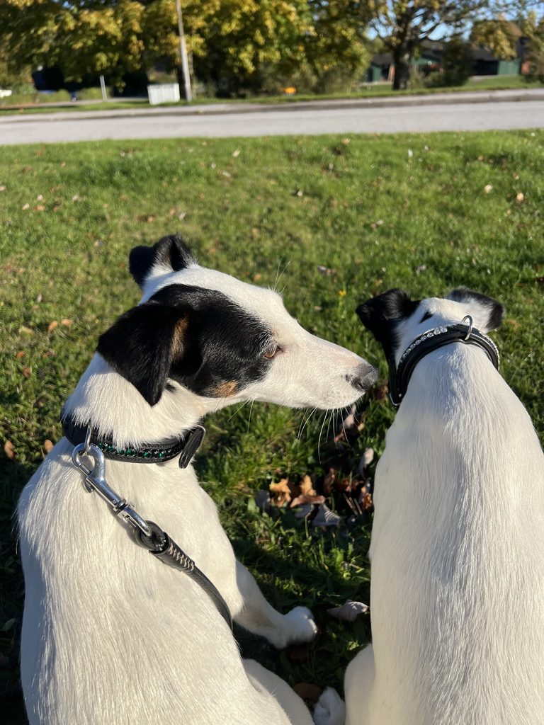 ES dog collar 2